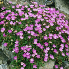 Erodium variabile "Bishops Form"