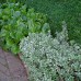 EUONYMUS FORTUNEI „GREEN CARPET“ EUONYMUS FORTUNEI „GREEN CARPET“