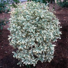 Euonymus japonicus 'Albomarginatus'