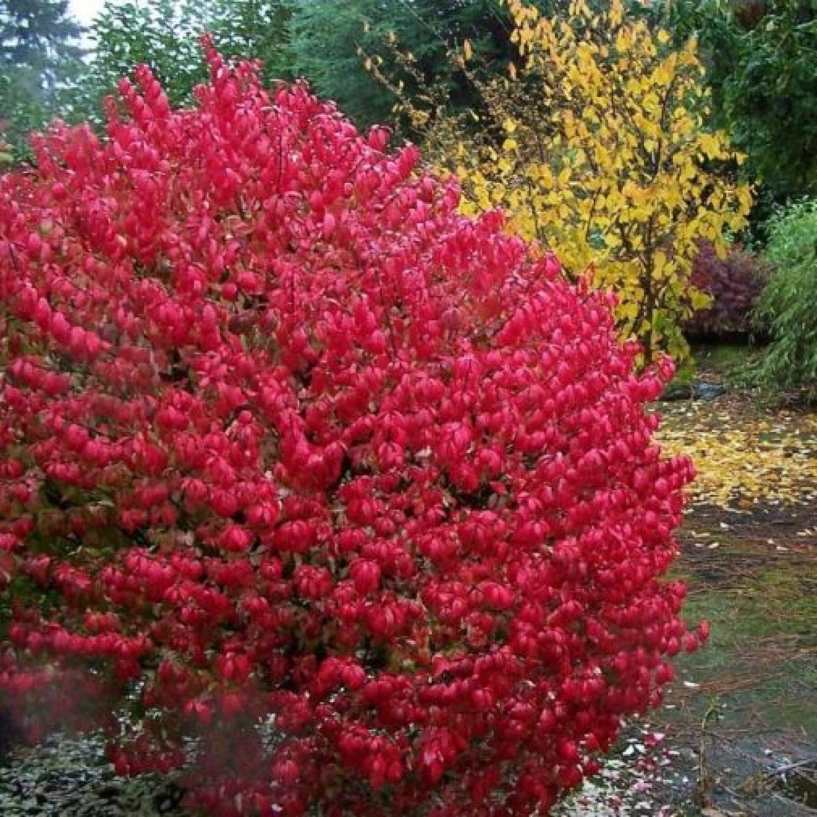 Euonymus растение