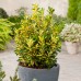 Euonymus japonicus aureus Euonymus japonicus aureus