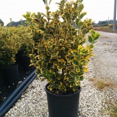 Euonymus japonicus aureus