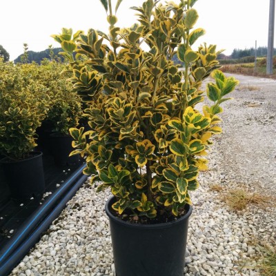 Euonymus japonicus aureus Euonymus japonicus aureus
