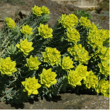 EUPHORBIA MYRSINITES