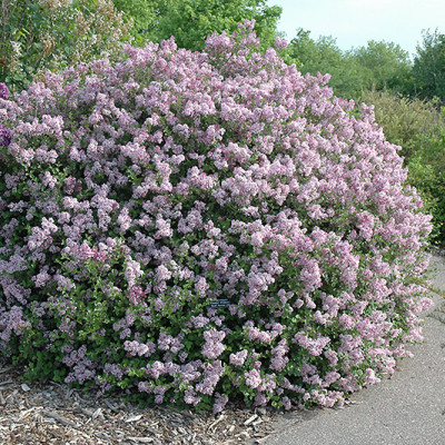 Syringa persica Laciniata