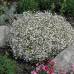 Gypsophila repens "Alba"