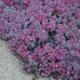 Sedum cauticula "Lidakense"