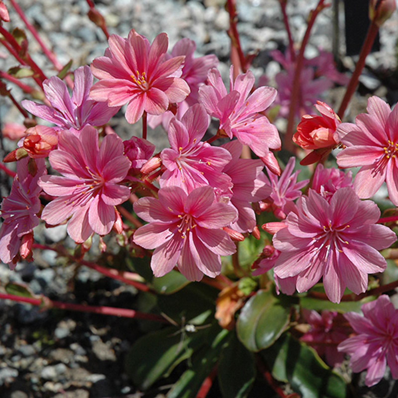 Lewisia cotyledon Rasadnik „Jelena”
