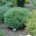 Thuja occidentalis 'Mr BOWLING BALL'