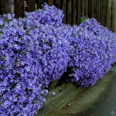 Campanula poscharskyana