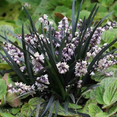 Ophiopogon japonicus Black