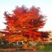 LIQUIDAMBAR STYRACIFLUA