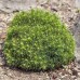 Picea alberta "Globe"