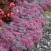 SEDUM „ROBUSTUM“