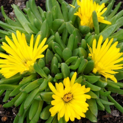 Delosperma congestum