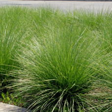 Festuca "Maieri"