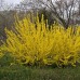 Forsythia x intermedia golden times