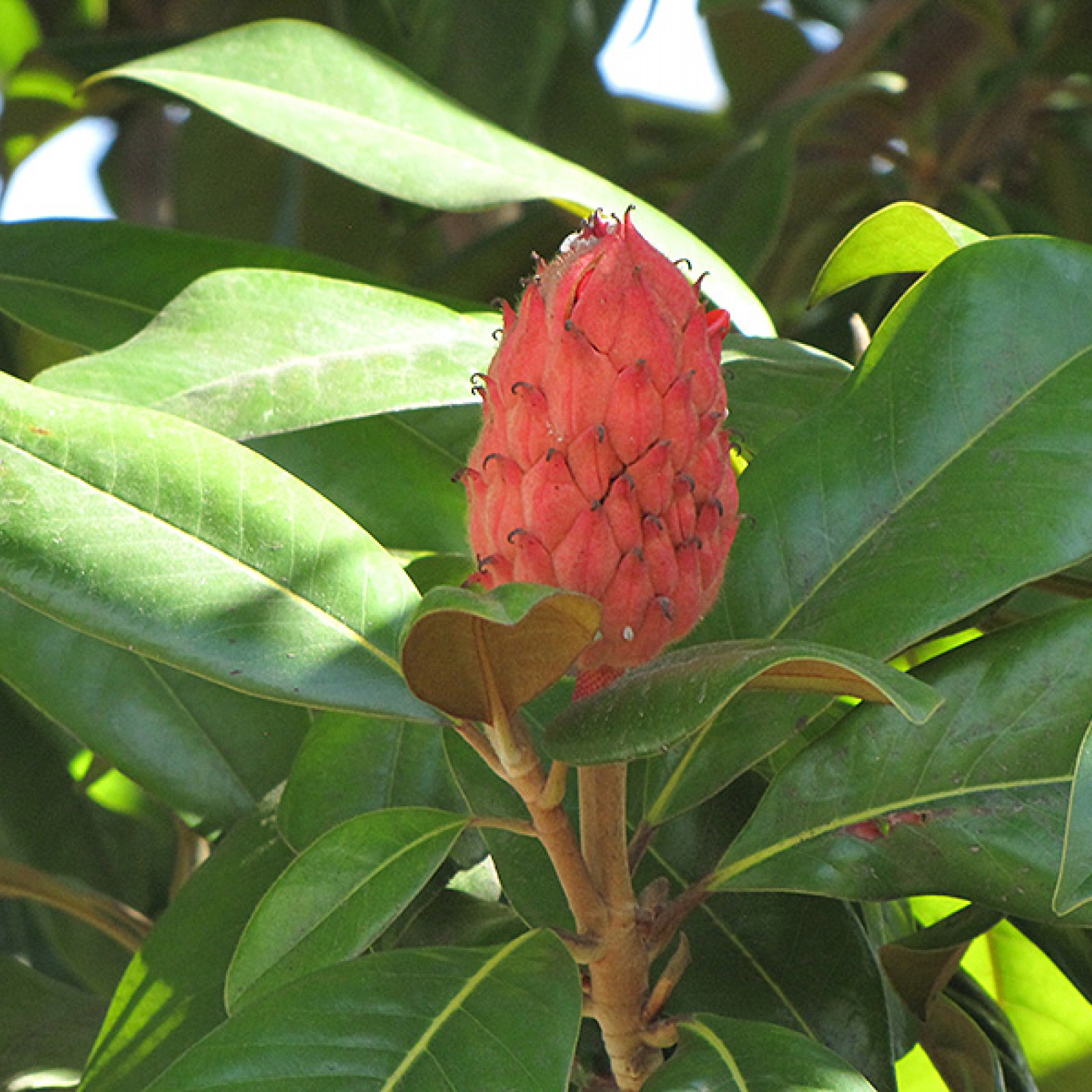 Magnolia grandiflora - Rasadnik „Jelena”