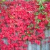 Parthenocissus Quinquefolia