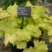 Heuchera "Pistache"