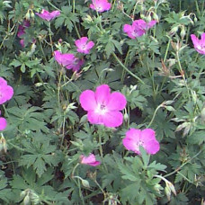 Geranium palustre