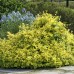 EUONYMUS FORTUNEI „EMERALD’N GOLD“