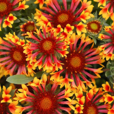 Gaillardia "Fanfare"