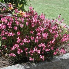 Gaura lindheimeri " Ballerina Rose"