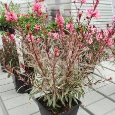 Gaura lindheimeri  "Passionate rainbow"