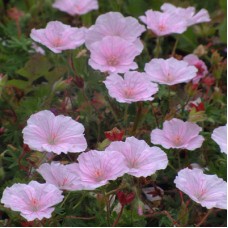 Geranium sanguineum var. striatum