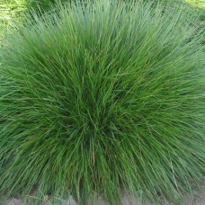 Festuca nigrescens