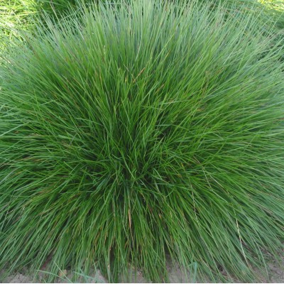 Festuca nigrescens