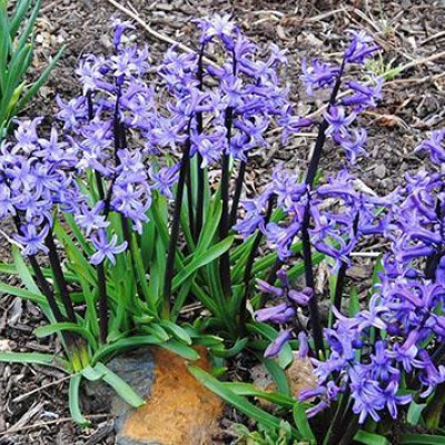 Bastenski zumbul - Hyacinthoides hispanica