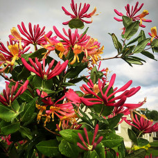 Lonicera heckrottii "Gold Flame"