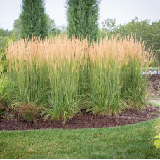 Calamagrostis 'Karl Foerster'