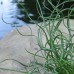 Juncus effusus spiralis