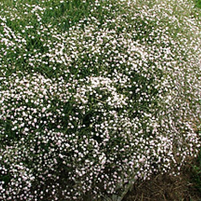 Gypsophila repens "Alba"