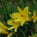 HEMEROCALLIS CITRONGELB  