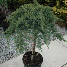 Juniperus procumbens nana