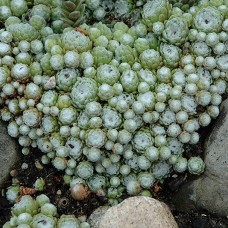 Sempervivum arachnoideum 'Cobweb'