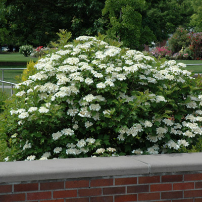 Viburnum trilobum "Marchal"
