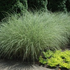 Miscanthus sinensis 'Morning Light"