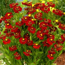 Helenium " Ruby"