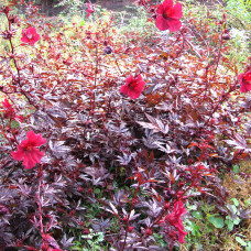 Hibiscus acetosella