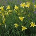 HEMEROCALLIS CITRONGELB  