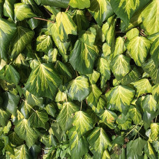 Hedera colchica "Sulphur Heart"