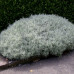 Helichrysum italicum - Smilje