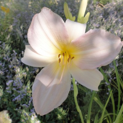 HEMEROCALLIS „APRICOT SPARKLES“