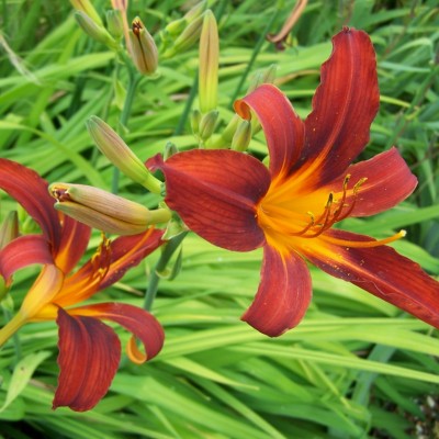 HEMEROCALLIS „RED MAGIC“