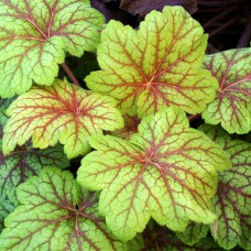 Heuchera "Elektric Lime"